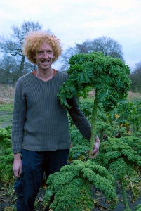 A fine head of curly kale